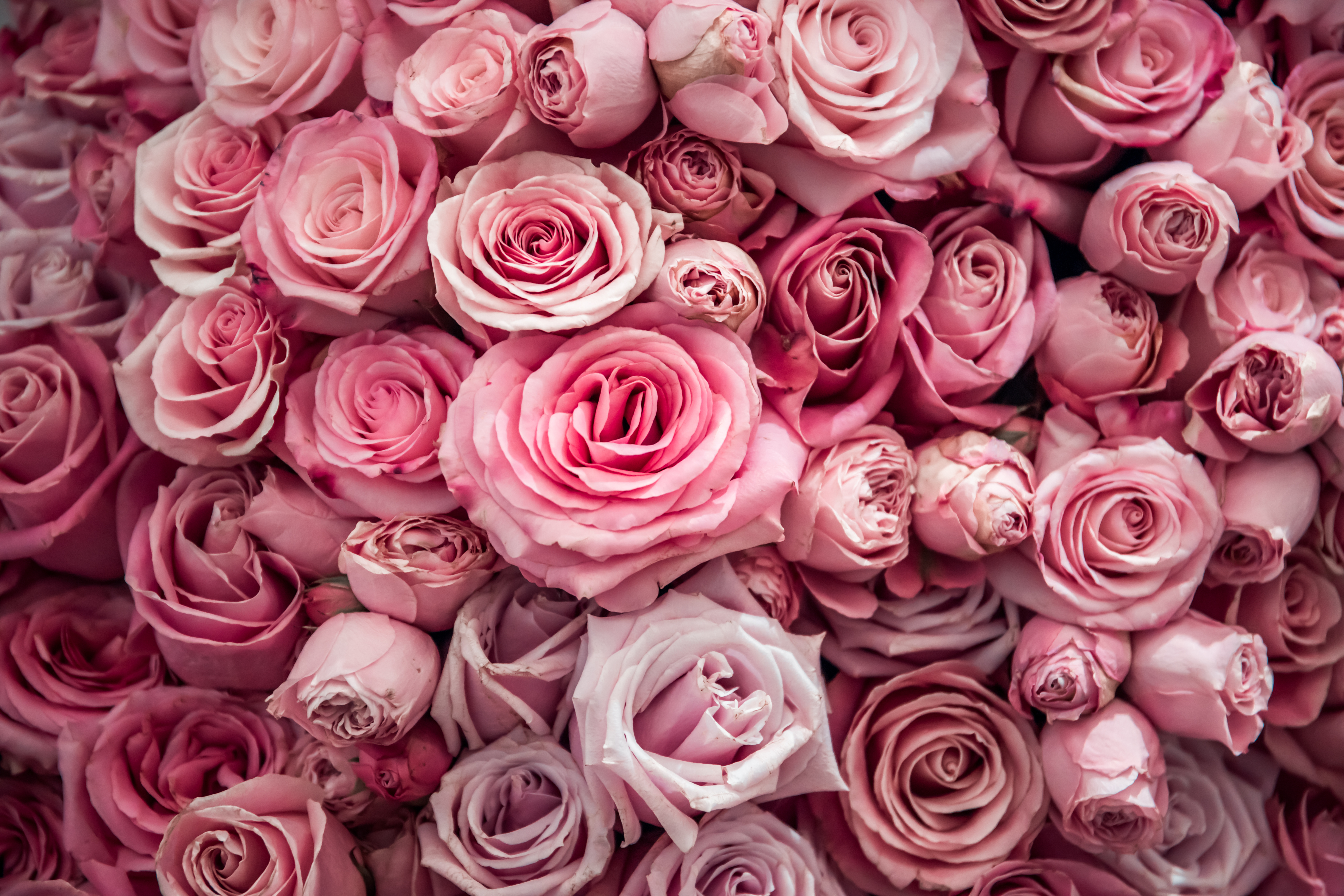What is Mauve?
